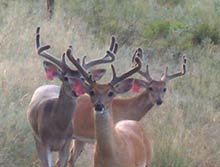 young whitetail in breeding program