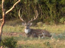 axis buck