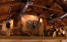 trophy exotics display