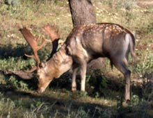 trophy fallow buck