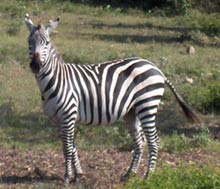 zebra