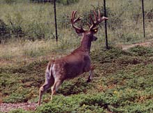 trophy whitetail buck