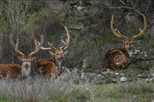 axis bucks