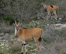 eland cow and calf
