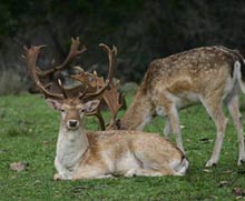 trophy fallow bucks