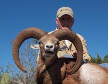 Trophy Redsheep