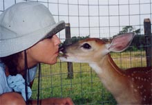 deer fawn